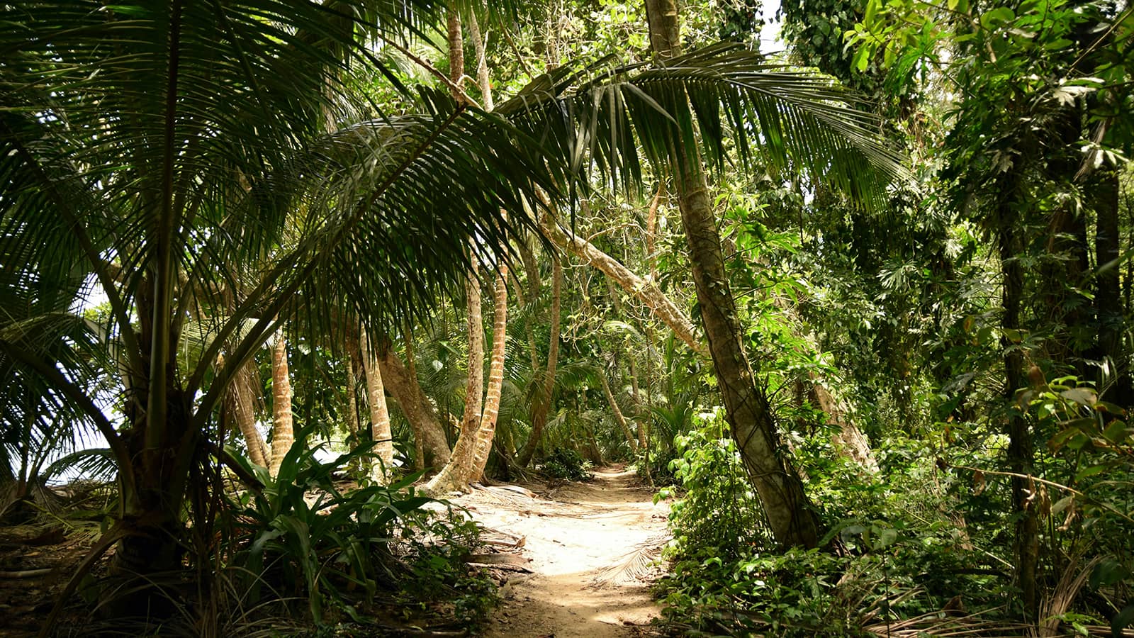 Caribbean trail